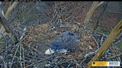 2023-02-25 23_55_20-(1) Bluff City Cam 2_ ETSU Eagle Cameras - YouTube – Maxthon.jpg