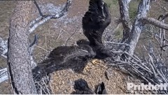 2023-03-04 23_34_34-Southwest Florida Eagle Cam - Cam 1 - YouTube – Maxthon.jpg