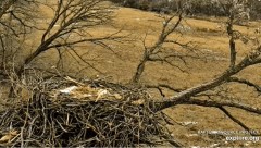 2023-03-06 22_00_32-Decorah Eagles - North Nest powered by EXPLORE.org - YouTube – Maxthon.jpg