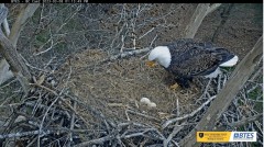 2023-03-08 21_32_06-Bluff City Cam 2_ ETSU Eagle Cameras - YouTube – Maxthon.jpg