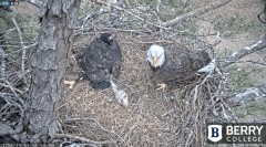 2023-03-08 21_47_42-Berry College Eagle Cams - 2023 – Maxthon.jpg