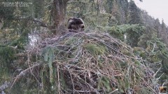 2023-03-11 21_56_08-Cuibul Acvilei de munte nr. 2 - The nest of the Golden Eagle 2 (Aquila chrysaeto.jpg