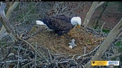 2023-03-12 22_42_27-Bluff City Cam 2_ ETSU Eagle Cameras - YouTube – Slimjet.jpg