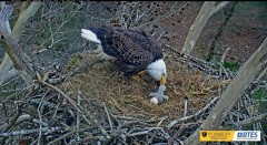 2023-03-12 22_42_34-Bluff City Cam 2_ ETSU Eagle Cameras - YouTube – Slimjet.jpg