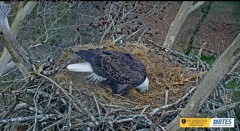 2023-03-12 22_43_13-Bluff City Cam 2_ ETSU Eagle Cameras - YouTube – Slimjet.jpg