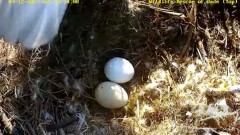 2023-03-12 22_50_12-Wildlife Rescue of Dade County Eagle Nest Top Cam - YouTube – Slimjet.jpg