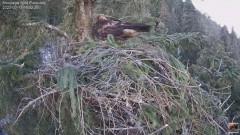 2023-03-13 21_33_22-(1) Cuibul Acvilei de munte nr. 2 - The nest of the Golden Eagle 2 (Aquila chrys.jpg