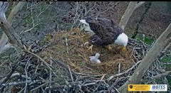 2023-03-13 22_22_07-Bluff City Cam 2_ ETSU Eagle Cameras - YouTube – Maxthon.jpg