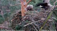 2023-03-14 14_30_46-Bielik Online Bory Tucholskie _ White-tailed Eagle Online Tucholskie Forest - Yo.jpg