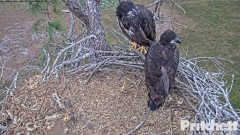 2023-03-15 22_17_09-Southwest Florida Eagle Cam - Cam 1 - YouTube – Cent Browser.jpg