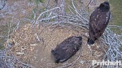 2023-03-15 22_17_24-Southwest Florida Eagle Cam - Cam 1 - YouTube – Cent Browser.jpg