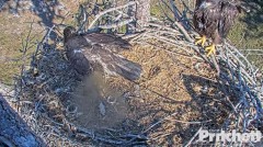 2023-03-15 22_18_40-Southwest Florida Eagle Cam - Cam 1 - YouTube – Cent Browser.jpg