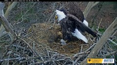 2023-03-18 22_46_26-Bluff City Cam 2_ ETSU Eagle Cameras - YouTube – Maxthon.jpg