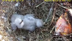 2023-03-18 23_19_40-Wildlife Rescue of Dade County Eagle Nest Top Cam - YouTube – Maxthon.jpg