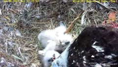 2023-03-18 23_22_04-Wildlife Rescue of Dade County Eagle Nest Top Cam - YouTube – Maxthon.jpg