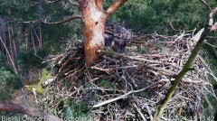 2023-03-21 22_20_19-Bielik Online Bory Tucholskie _ White-tailed Eagle Online Tucholskie Forest - Yo.jpg