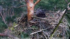 2023-03-21 22_20_27-Bielik Online Bory Tucholskie _ White-tailed Eagle Online Tucholskie Forest - Yo.jpg