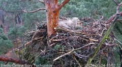 2023-03-24 20_15_39-Bielik Online Bory Tucholskie _ White-tailed Eagle Online Tucholskie Forest - Yo.jpg