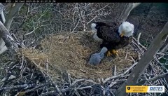 2023-03-24 21_00_00-Bluff City Cam 2_ ETSU Eagle Cameras - YouTube – Maxthon.jpg