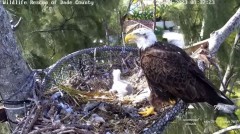 2023-03-24 21_49_15-Wildlife Rescue of Dade County Eagle Nest Cam - YouTube – Maxthon.jpg