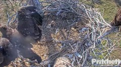 2023-03-24 22_00_11-Southwest Florida Eagle Cam - Cam 1 - YouTube – Maxthon.jpg