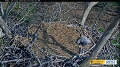 2023-03-27 23_27_01-(1) Bluff City Cam 2_ ETSU Eagle Cameras - YouTube – Maxthon.jpg