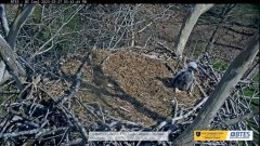 2023-03-27 23_27_10-(1) Bluff City Cam 2_ ETSU Eagle Cameras - YouTube – Maxthon.jpg