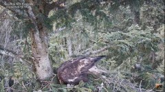 2023-03-29 22_50_28-Cuibul Acvilei de munte nr. 2 - The nest of the Golden Eagle 2 (Aquila chrysaeto.jpg