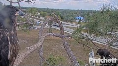 2023-03-29 23_00_09-(2) Southwest Florida Eagle Cam - Cam 1 - YouTube – Maxthon.jpg