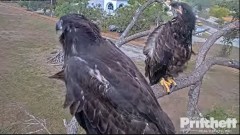 2023-03-29 23_00_56-(2) Southwest Florida Eagle Cam - Cam 1 - YouTube – Maxthon.jpg