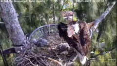 2023-03-29 23_49_59-Wildlife Rescue of Dade County Eagle Nest Cam - YouTube – Maxthon.jpg