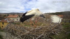 2023-03-30 22_19_14-Камера предава на живо от гнездо на щъркели в село Ярлово_ Camera from a stork's.jpg