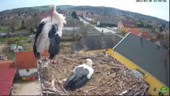 2023-03-30 22_22_21-(1) LIVE Nest Cam - White Storks (Ságvár, Hungary) - YouTube – Maxthon.jpg