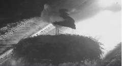 2023-03-31 20_35_32-Gniazdo Bocianie w Czarnej - kamera na żywo – Maxthon.jpg
