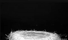 2023-04-01 20_42_09-TAURON – transmisja z bocianiego gniazda w Niepołomicach - YouTube – Maxthon.jpg