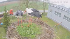 2023-04-02 18_11_18-(3) #Bocian na żywo z #gniazdo pod Zambrowem #WhiteStork #nest #livecam w #zambr.jpg