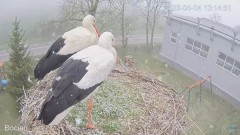 2023-04-04 16_44_18-#Bocian na żywo z #gniazdo pod Zambrowem #WhiteStork #nest #livecam w #zambrow #.jpg