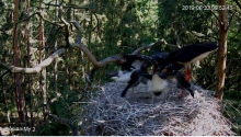 2019-06-22 21_59_00-Bocian czarny Online Puszcza Notecka _ Black stork Online Notecka Forest - YouTu.png