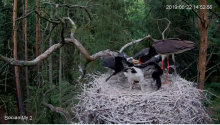 2019-06-22 22_01_38-Bocian czarny Online Puszcza Notecka _ Black stork Online Notecka Forest - YouTu.png