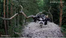 2019-06-22 22_02_12-Bocian czarny Online Puszcza Notecka _ Black stork Online Notecka Forest - YouTu.png