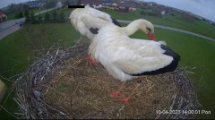 2023-04-10 21_05_43-Projekt Sąsiad Bocian - transmisja na żywo znad gniazda bociana białego w Woli Z.jpg