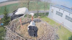 2023-04-12 20_30_21-#Bocian na żywo z #gniazdo pod Zambrowem #WhiteStork #nest #livecam w #zambrow #.jpg