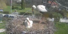 2023-04-13 12_18_08-Gniazdo bociana Tyrawa Wołoska - kamera na żywo WebCamera.pl – Maxthon.jpg