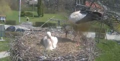 2023-04-13 12_18_26-Gniazdo bociana Tyrawa Wołoska - kamera na żywo WebCamera.pl – Maxthon.jpg