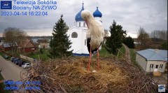 2023-04-14 20_21_06-Gniazdo Bocianie - Telewizja Sokółka [NA ŻYWO] _ IP Camera_ Stork's nest [LIVE] .jpg