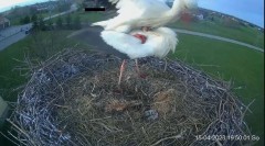 2023-04-15 20_36_50-Projekt Sąsiad Bocian - transmisja na żywo znad gniazda bociana białego w Woli Z.jpg