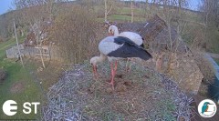 2023-04-15 22_32_20-Baltie stārķi (Ciconia ciconia) Tukuma novadā - LDF tiešraide __ White storks in.jpg