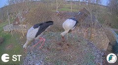 2023-04-15 22_32_30-Baltie stārķi (Ciconia ciconia) Tukuma novadā - LDF tiešraide __ White storks in.jpg