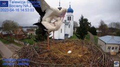 2023-04-16 16_38_13-(1) Gniazdo Bocianie - Telewizja Sokółka [NA ŻYWO] _ IP Camera_ Stork's nest [LI.jpg