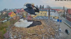 2023-04-18 13_04_50-Bociany Białe Polanów - gniazdo na żywo _ Pollnow White Stork - nest live - YouT.jpg